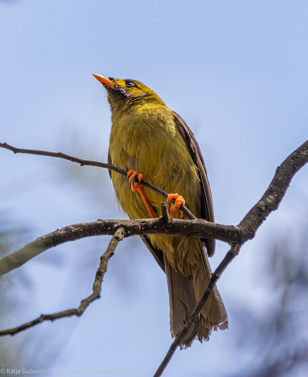 Манорина зелена - ML646383965