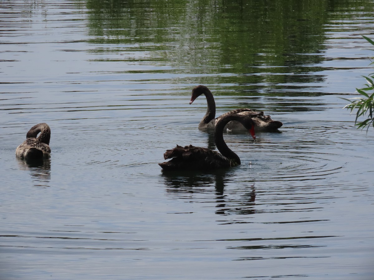 svartsvane - ML646383967