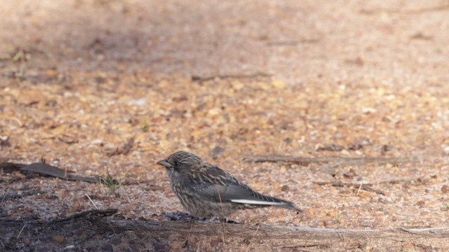 Dusky Woodswallow - ML646383968
