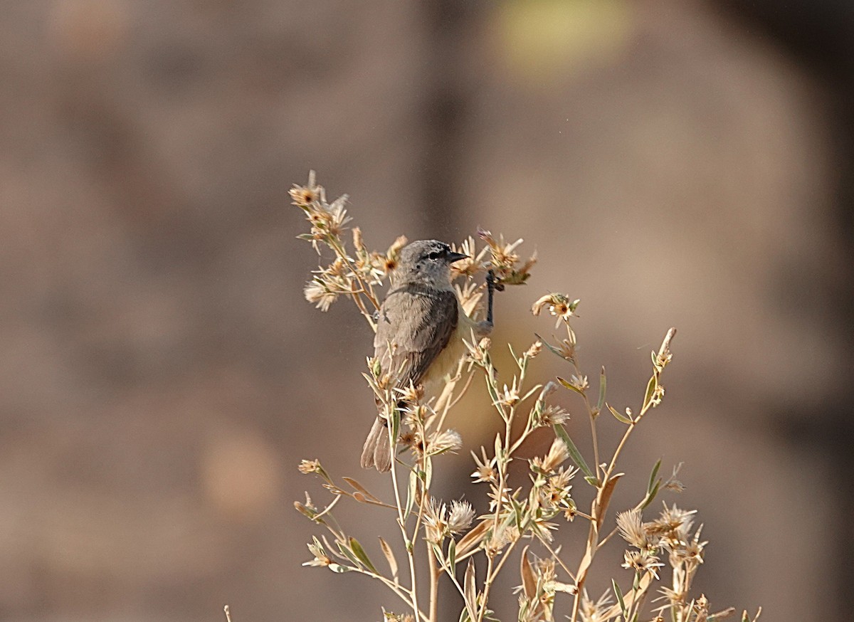 Southern Penduline-Tit - ML646383969