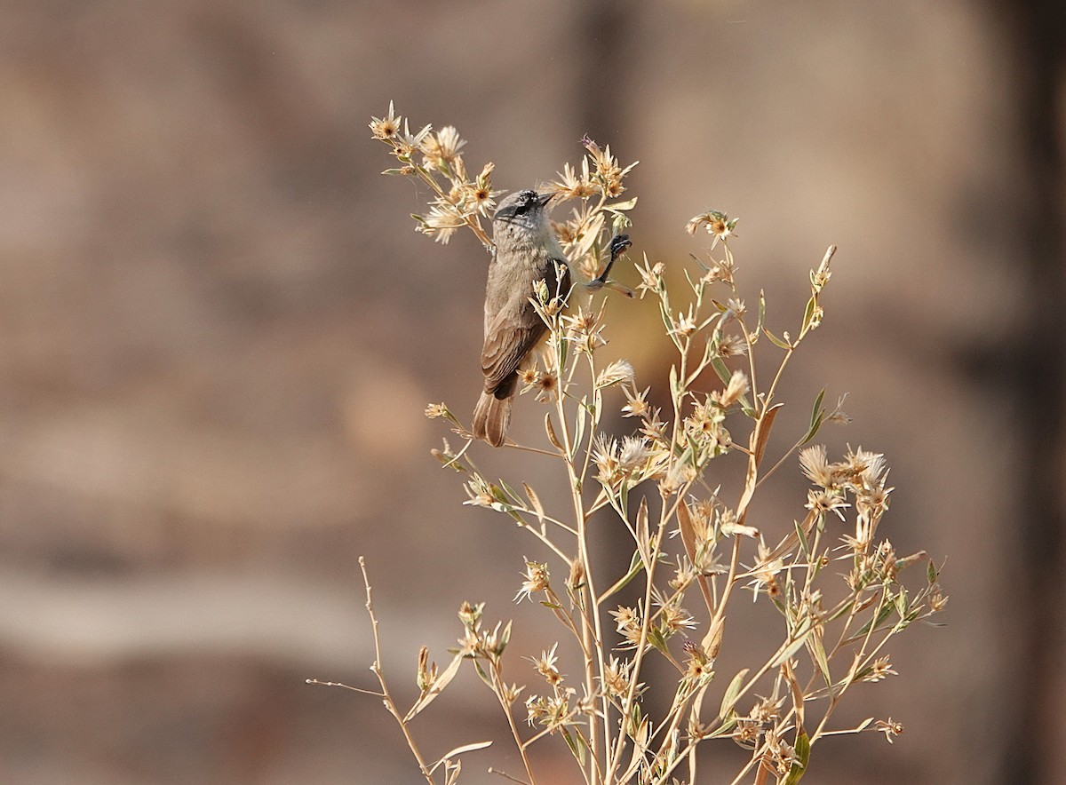 Southern Penduline-Tit - ML646383970