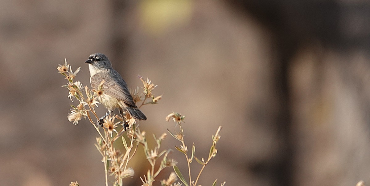 Southern Penduline-Tit - ML646383971