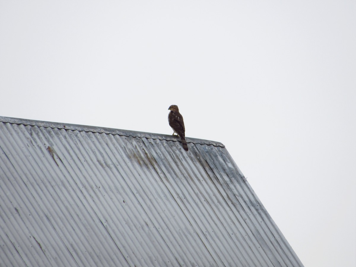 クーパーハイタカ - ML646383972