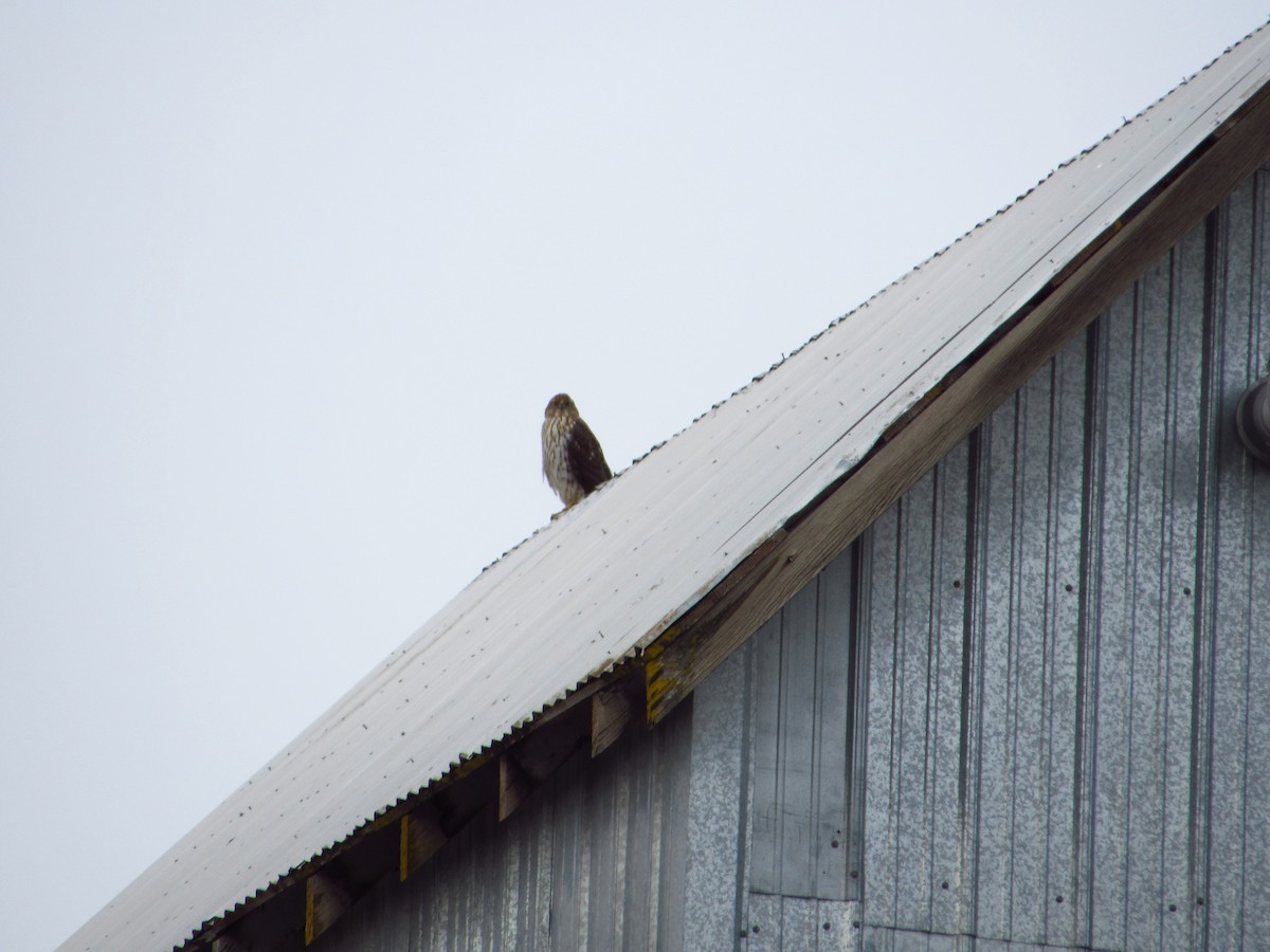 クーパーハイタカ - ML646383973