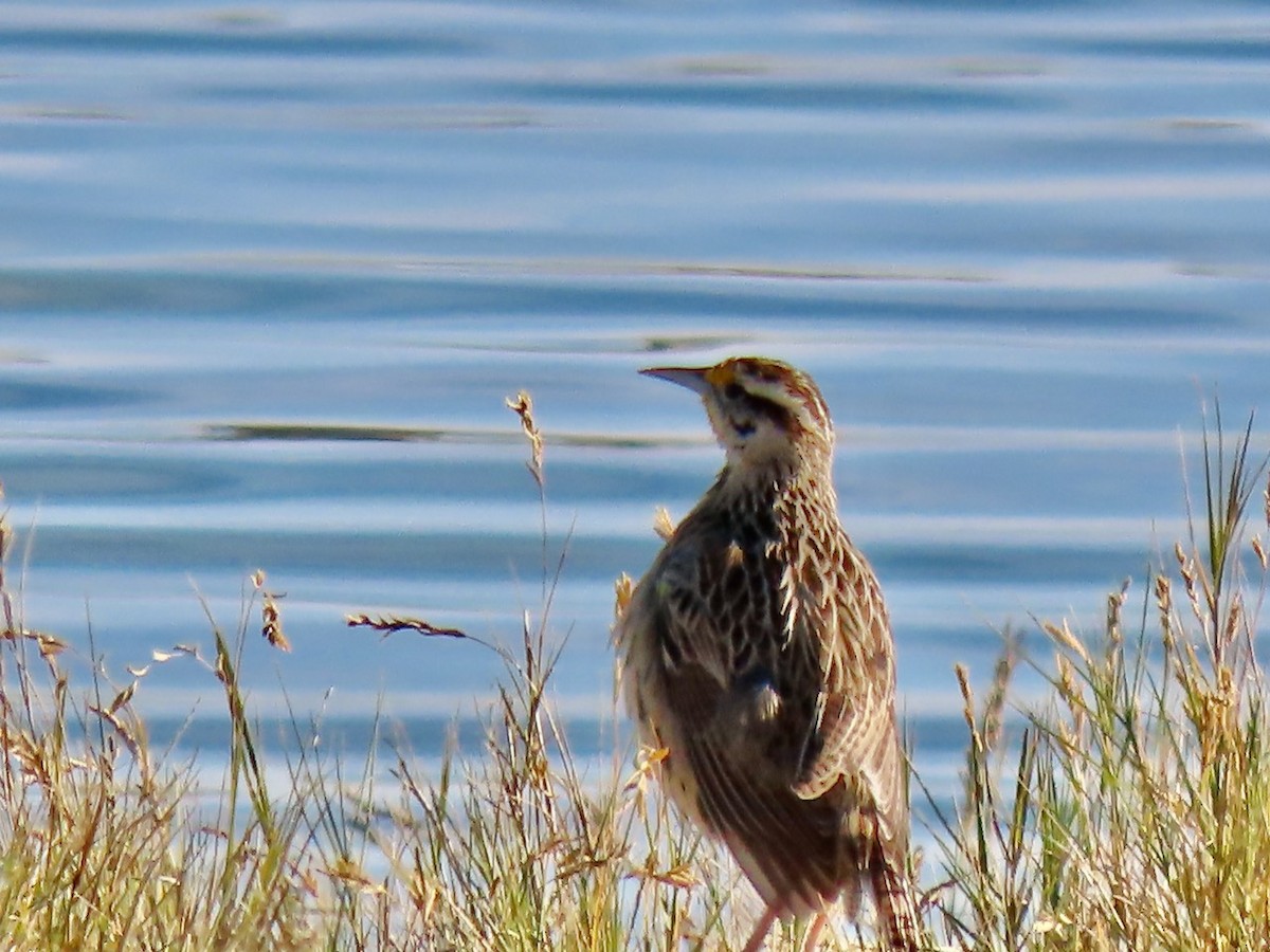 Chihuahuan Meadowlark - ML646383975