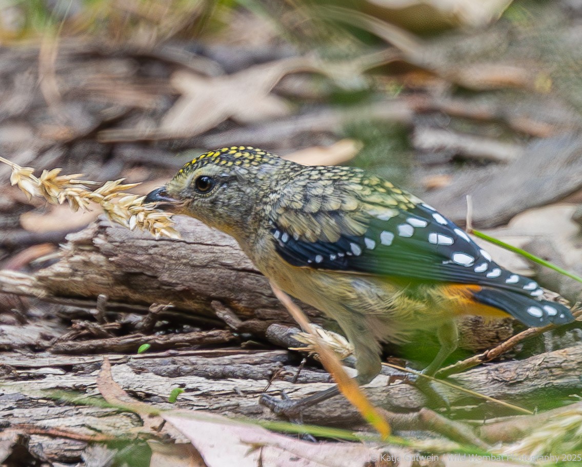 Spotted Pardalote - ML646383978