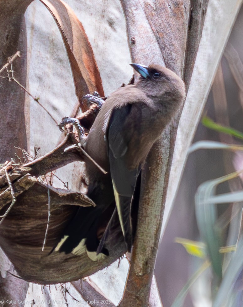 Dusky Woodswallow - ML646383979