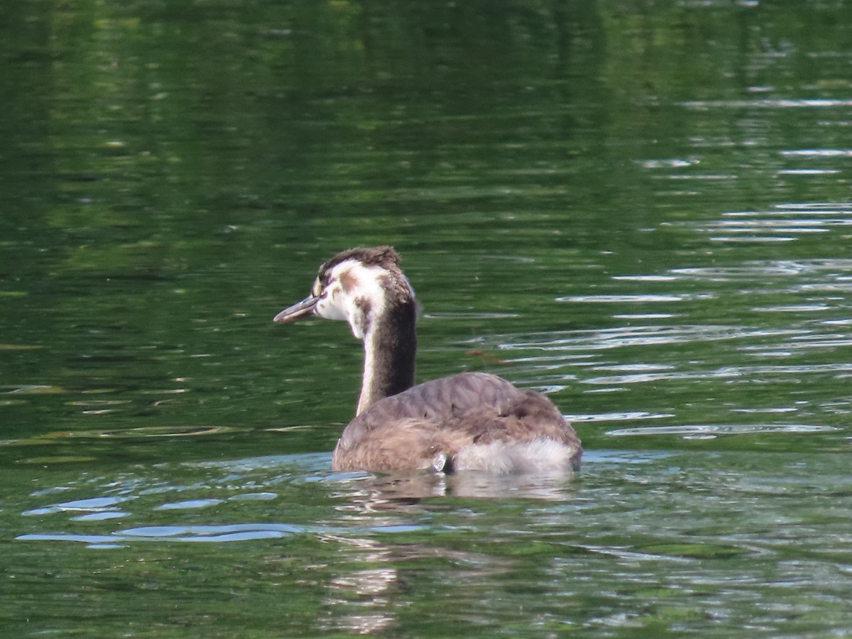 toppdykker - ML646383987