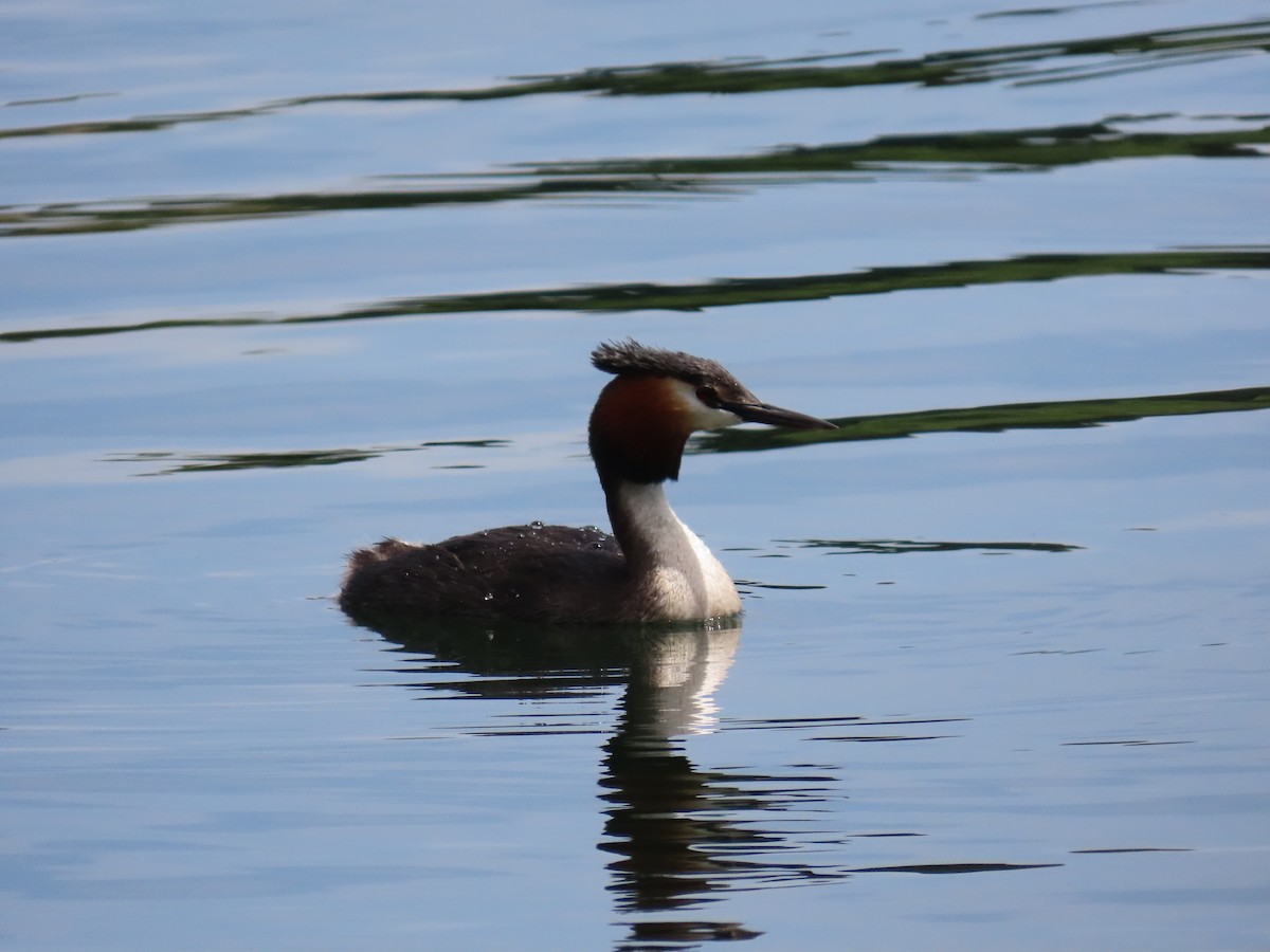 toppdykker - ML646383988