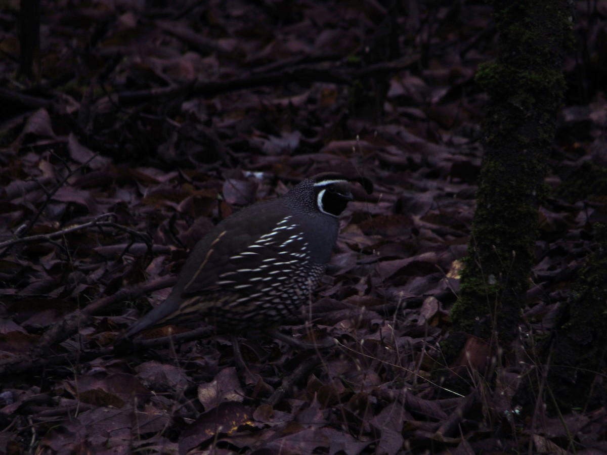 California Quail - ML646383989