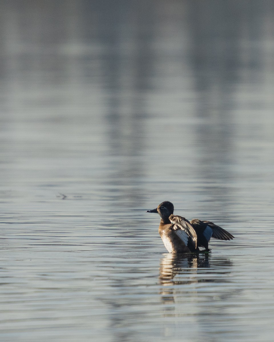 Fuligule à collier - ML646383992