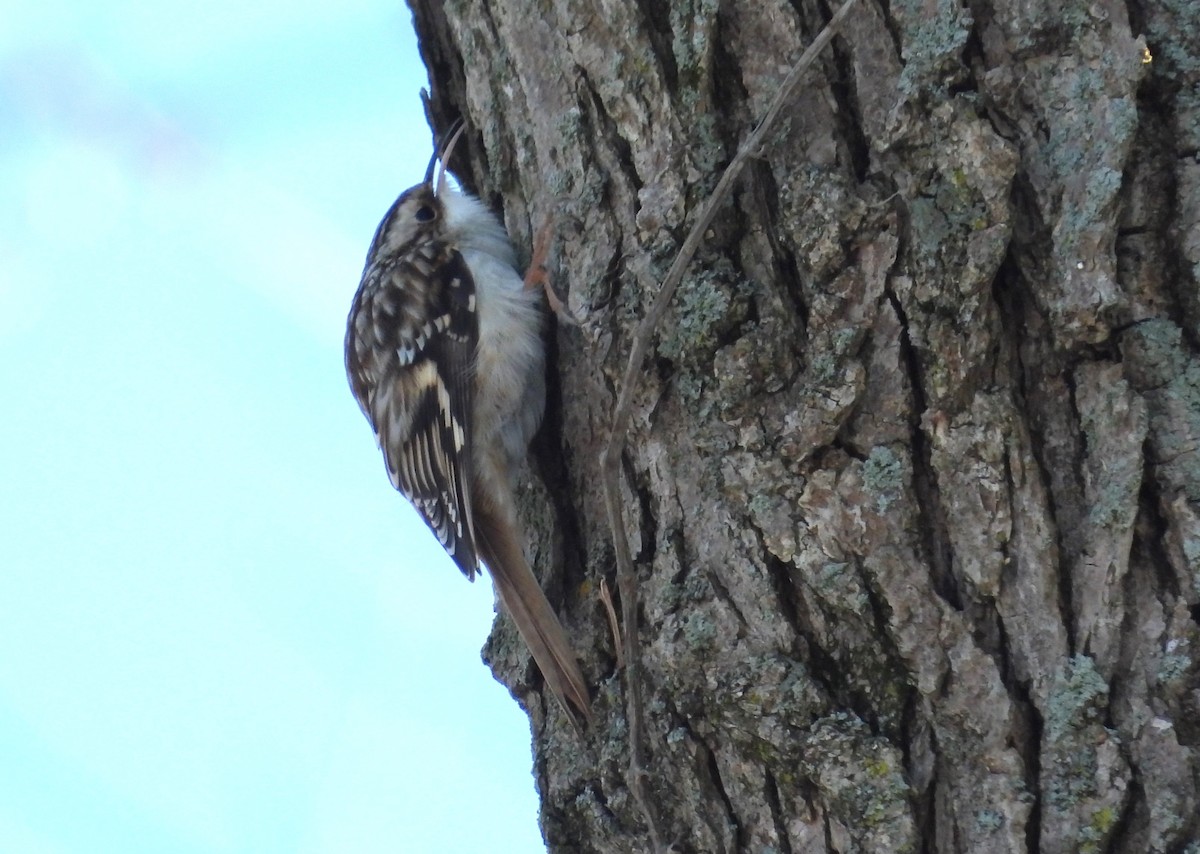 Brown Creeper - ML646383993