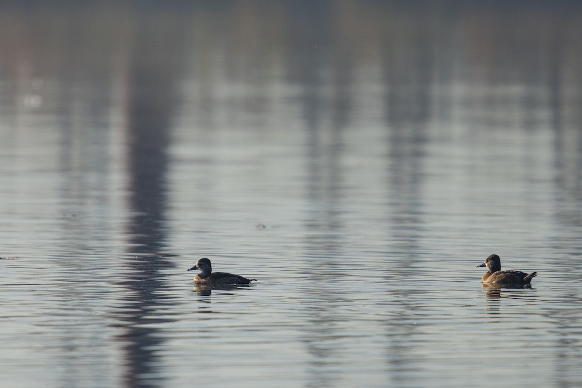 Fuligule à collier - ML646383994