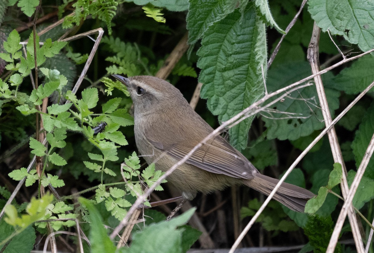 Brownish-flanked Bush Warbler - ML646384000