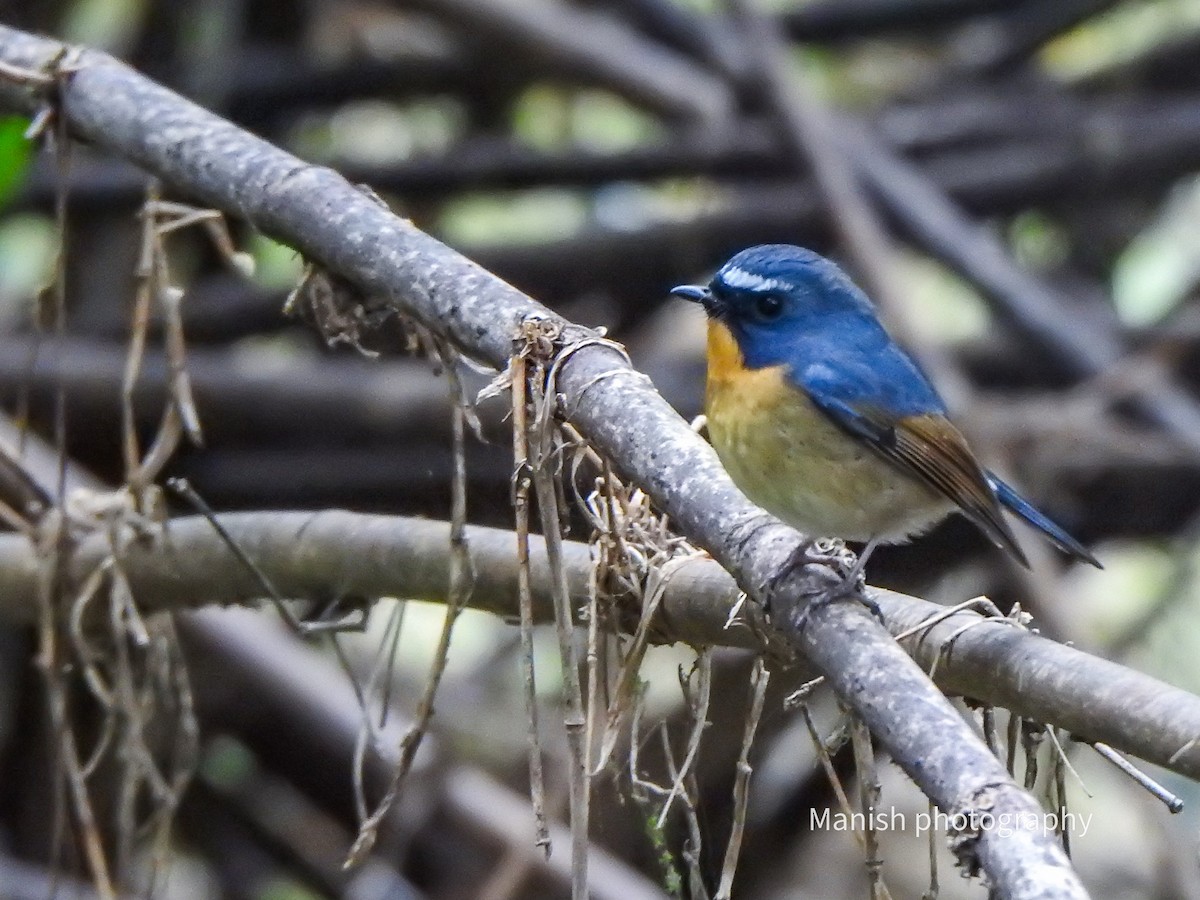 Snowy-browed Flycatcher - ML646384001