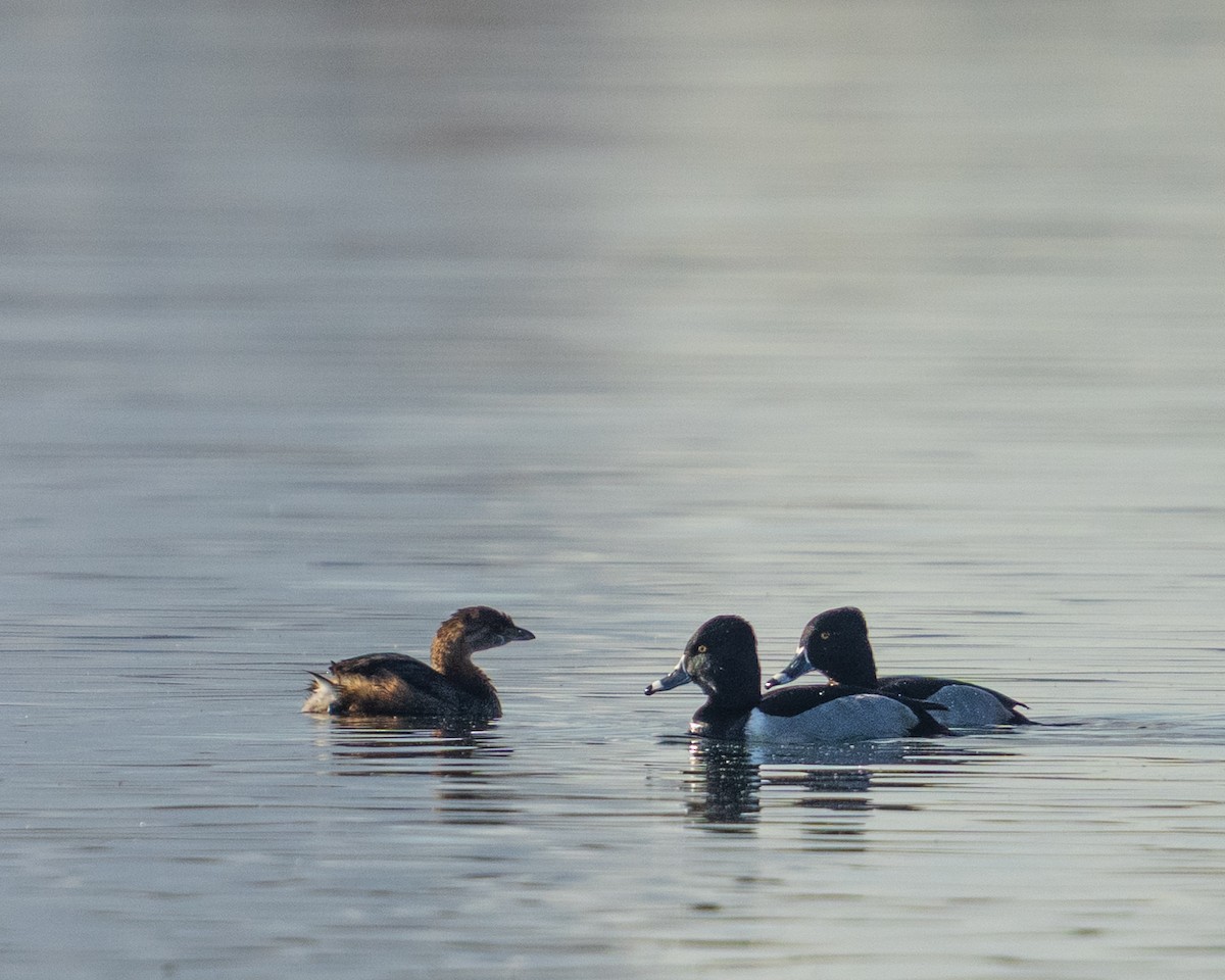 Grèbe à bec bigarré - ML646384002