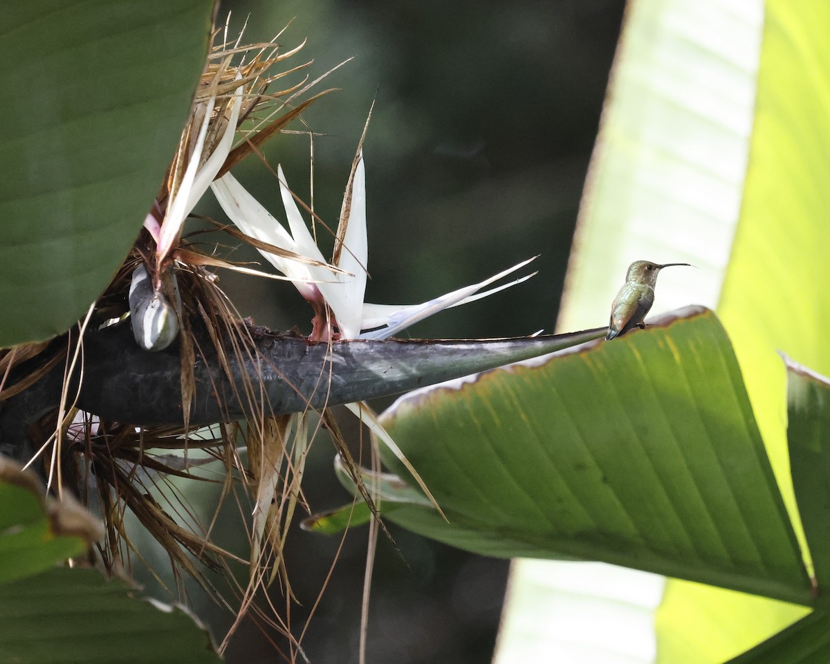 Allen's Hummingbird - ML646384005