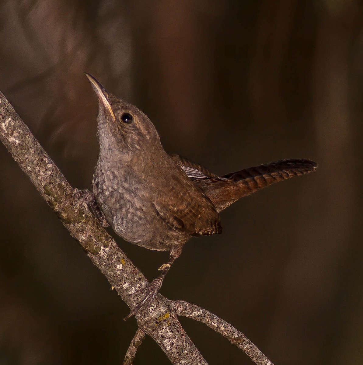 střízlík zahradní - ML646384007