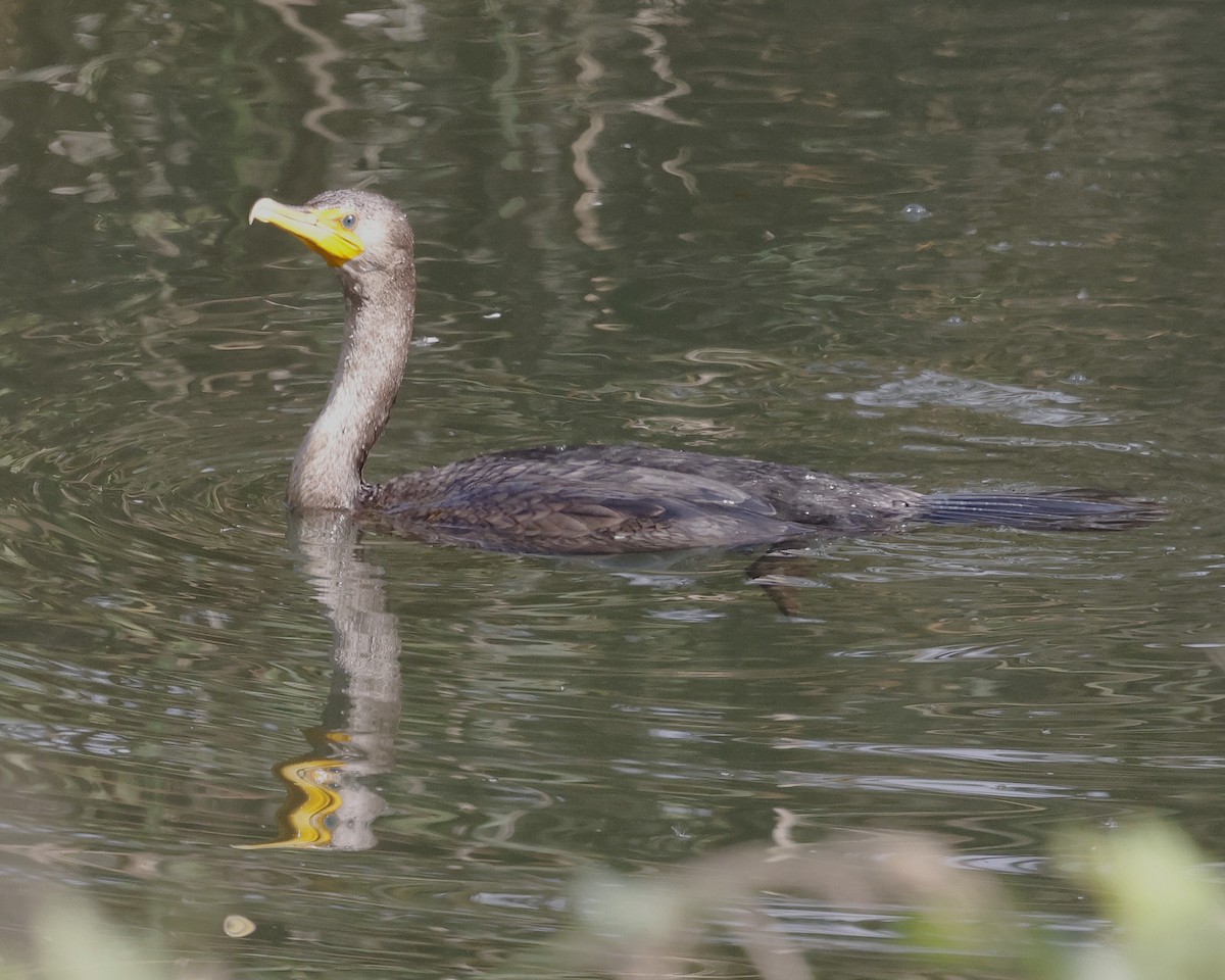 Ubarroi belarriduna - ML646384018