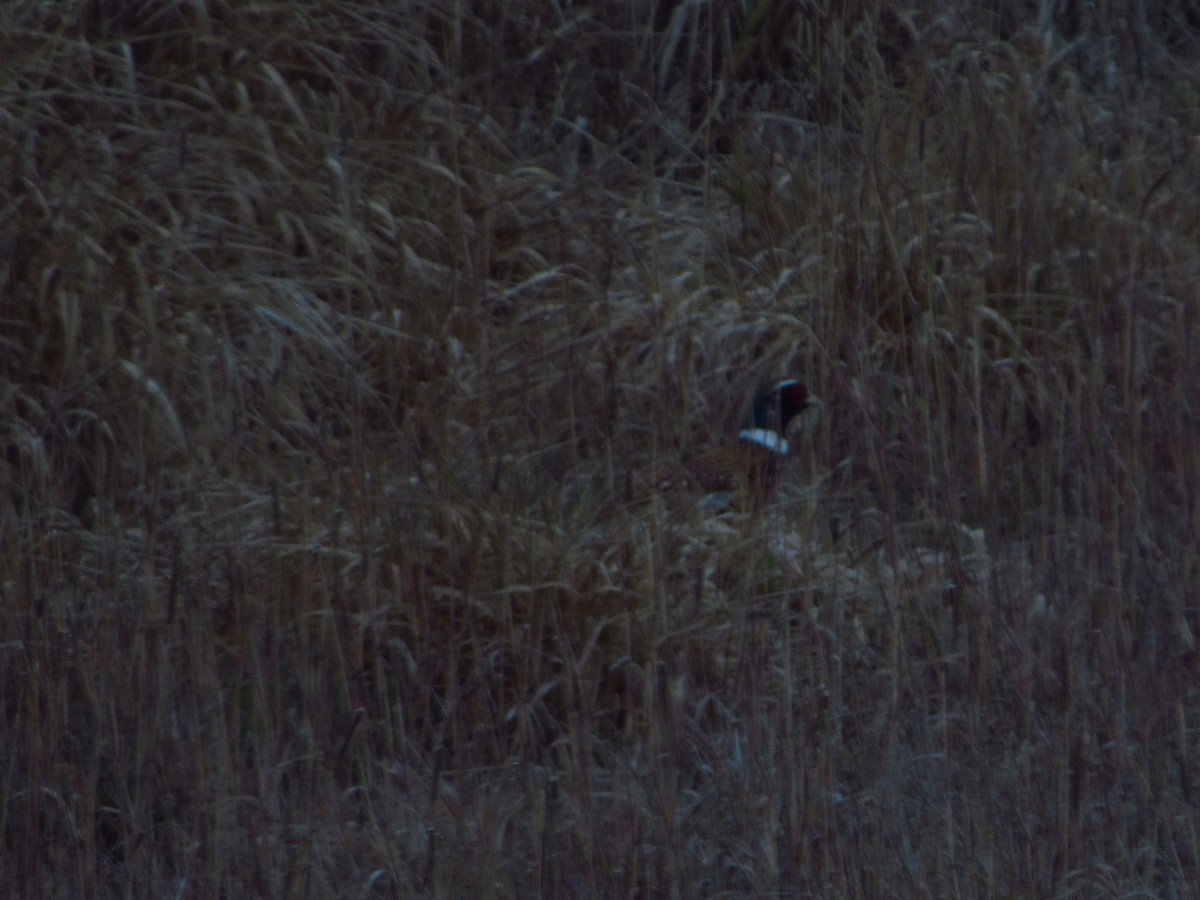 Ring-necked Pheasant - ML646384019