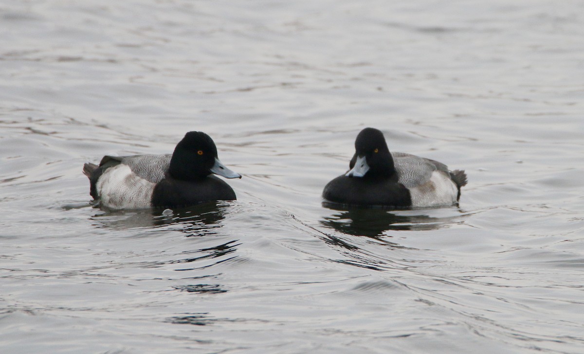 Lesser Scaup - ML646384024