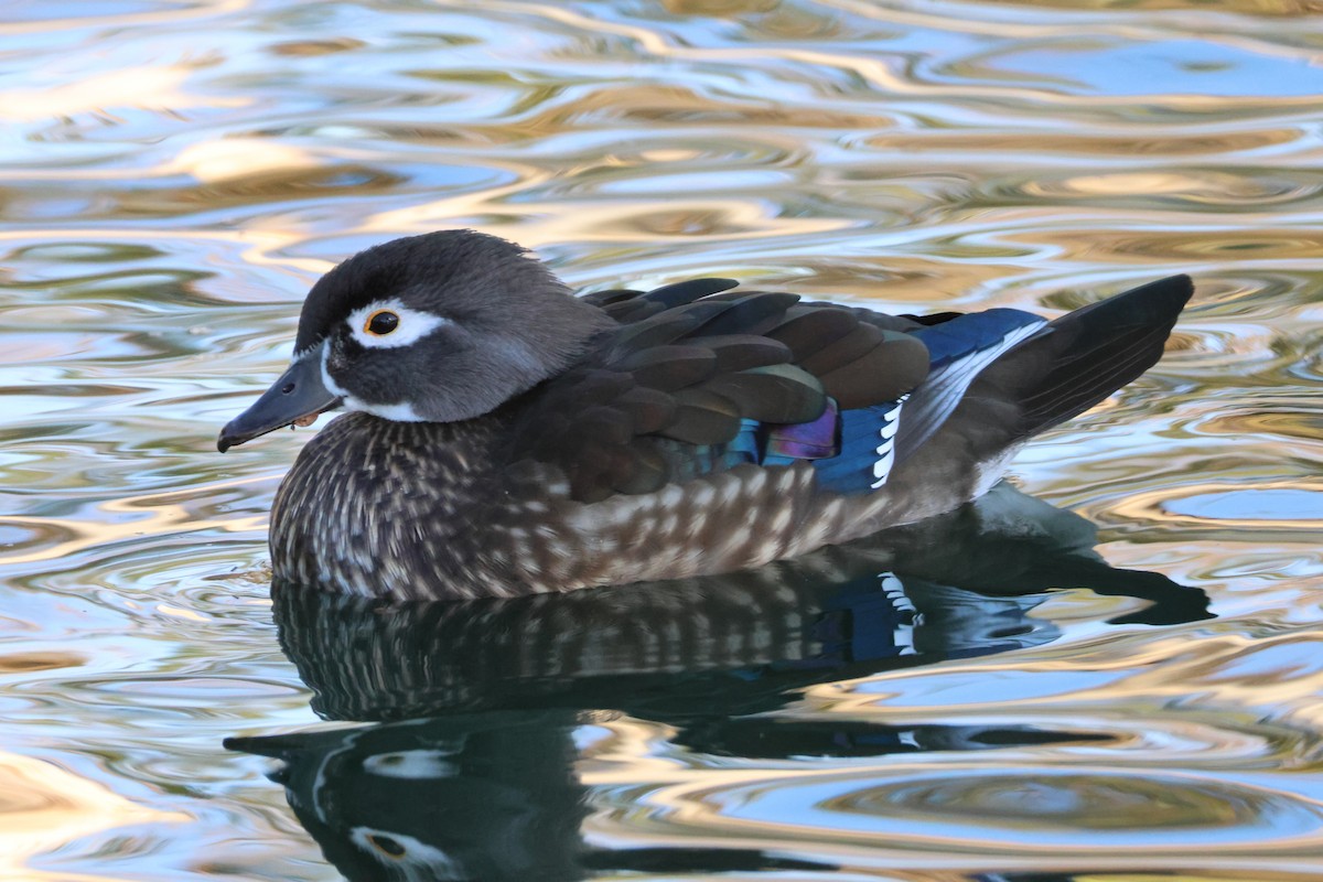 kachnička karolínská - ML646384025