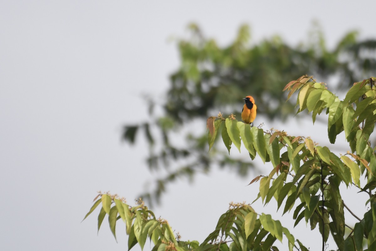 Orange-crowned Oriole - ML646384031