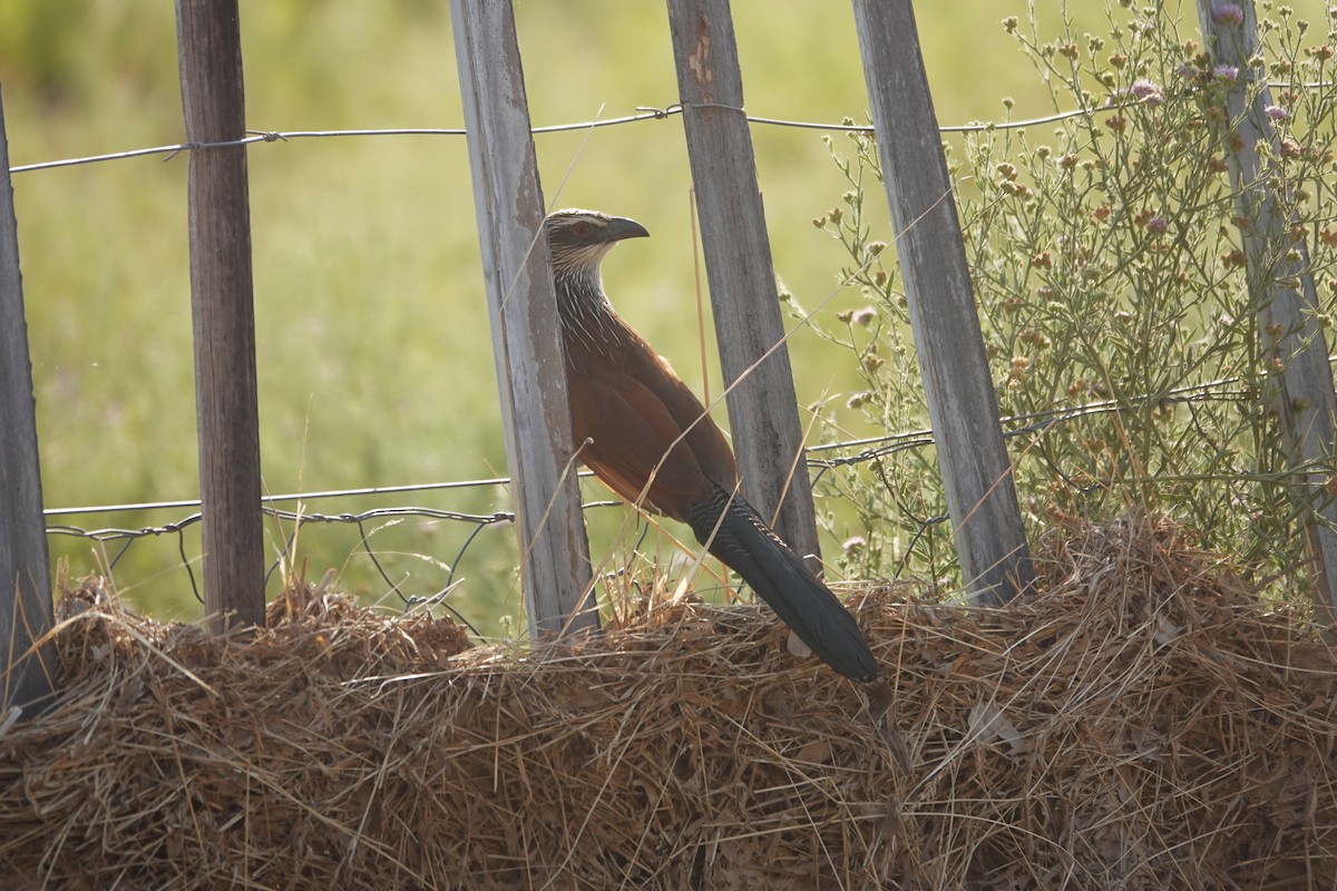 White-browed Coucal - ML646384035