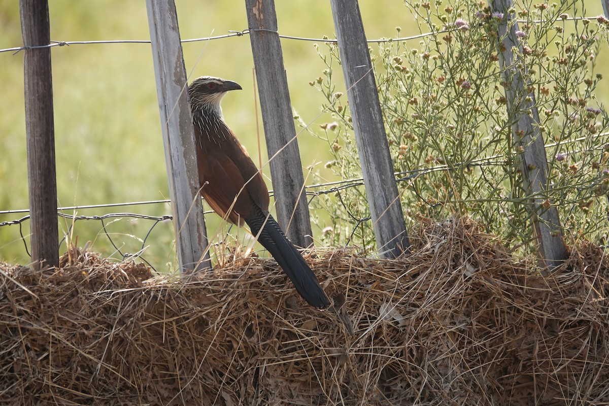 White-browed Coucal - ML646384036