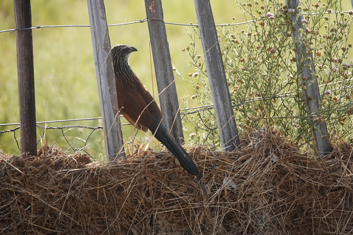 White-browed Coucal - ML646384037