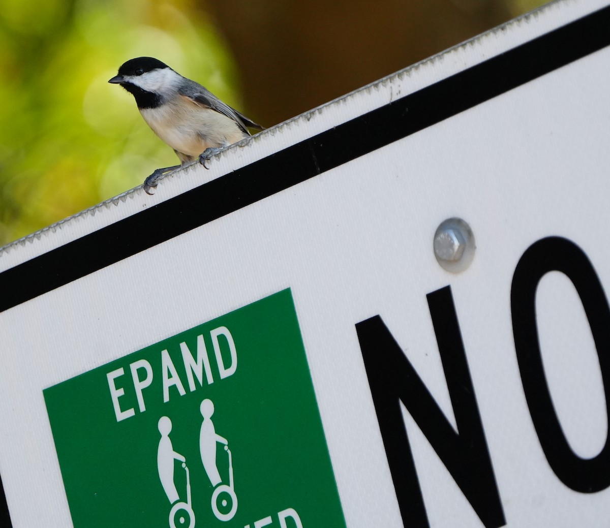 Carolina Chickadee - ML646384039