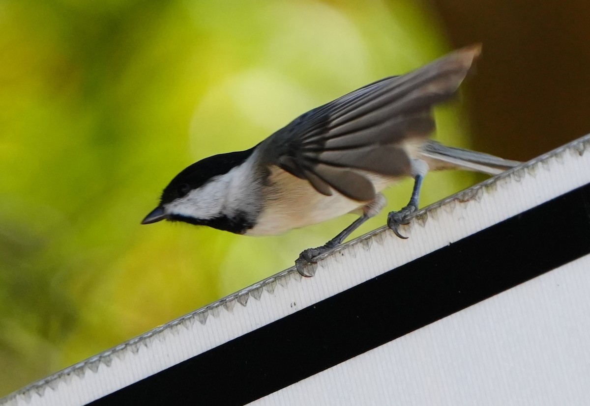 Carolina Chickadee - ML646384040