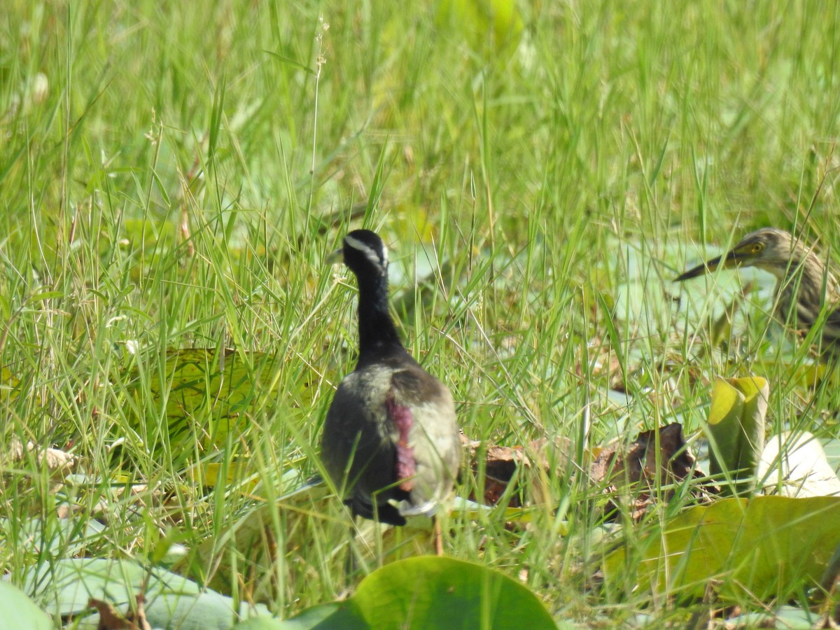 ostnák hnědoocasý - ML646384041