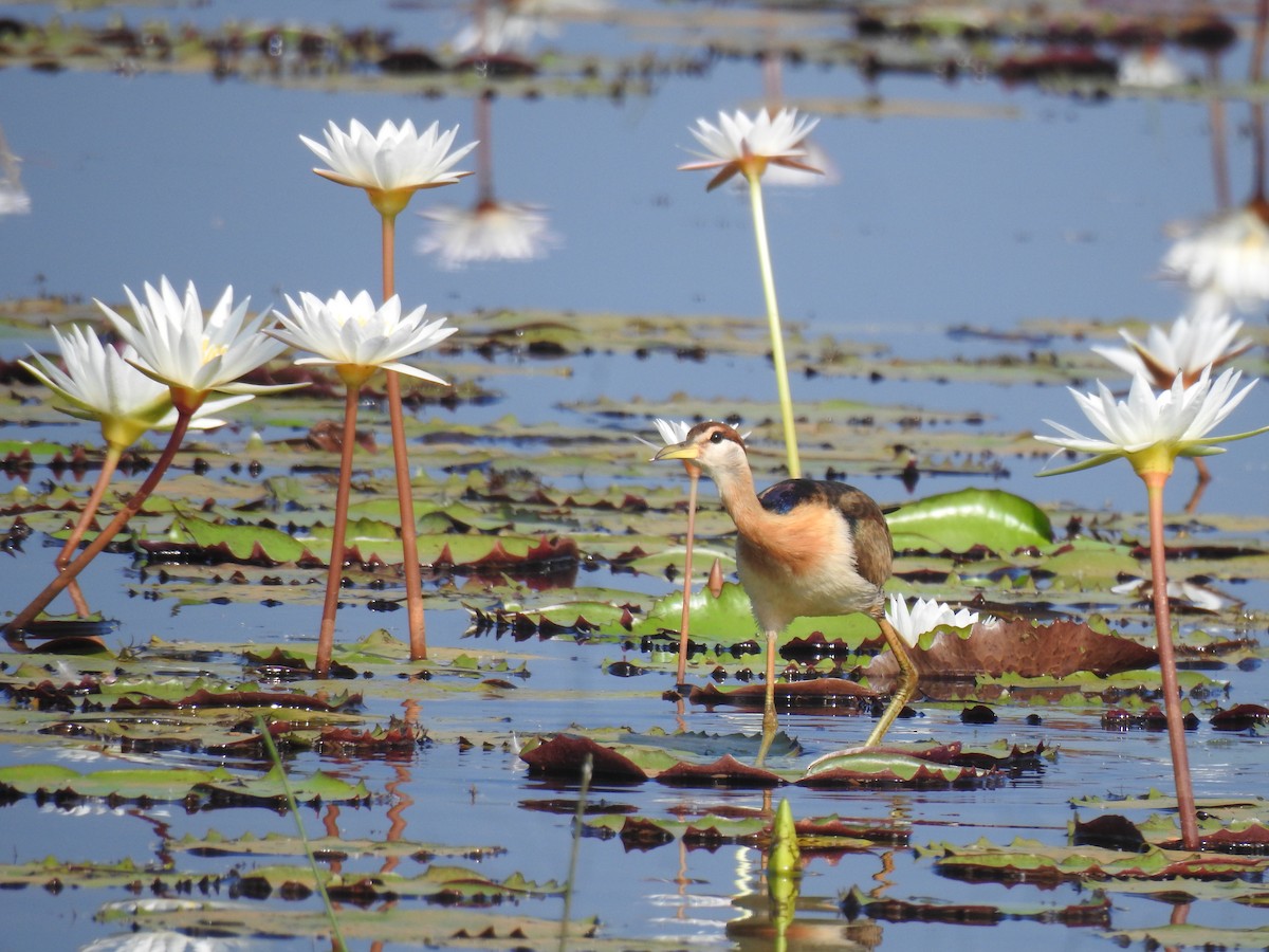 ostnák hnědoocasý - ML646384042