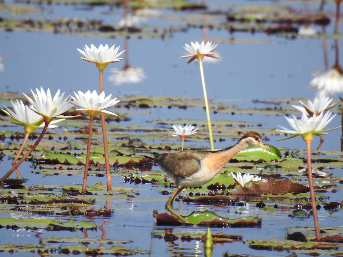ostnák hnědoocasý - ML646384043