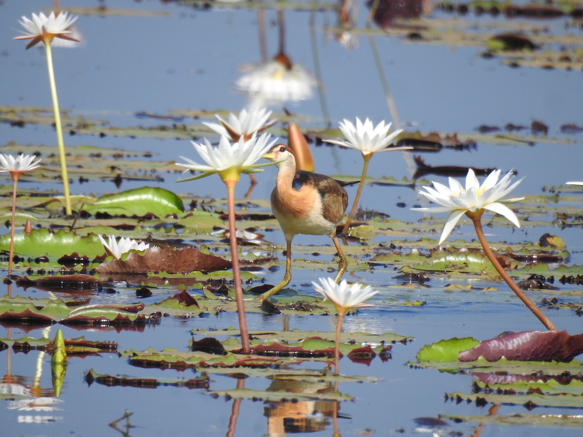 ostnák hnědoocasý - ML646384044