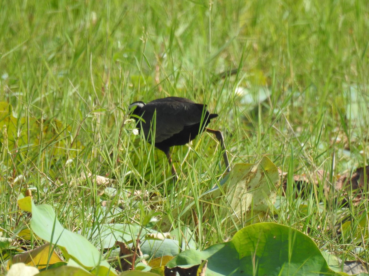 ostnák hnědoocasý - ML646384045