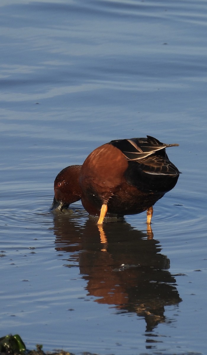 Cinnamon Teal - ML646384046