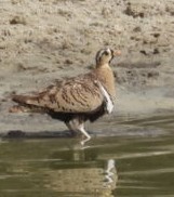 Black-faced Sandgrouse - ML646384047