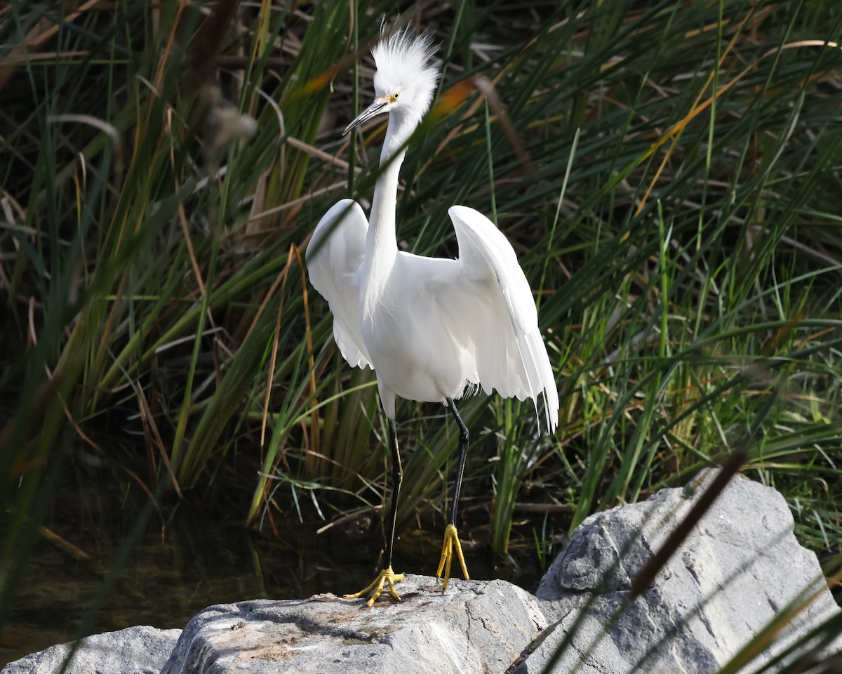 Snowy Egret - ML646384050
