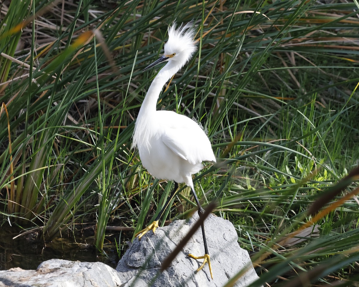 Snowy Egret - ML646384051