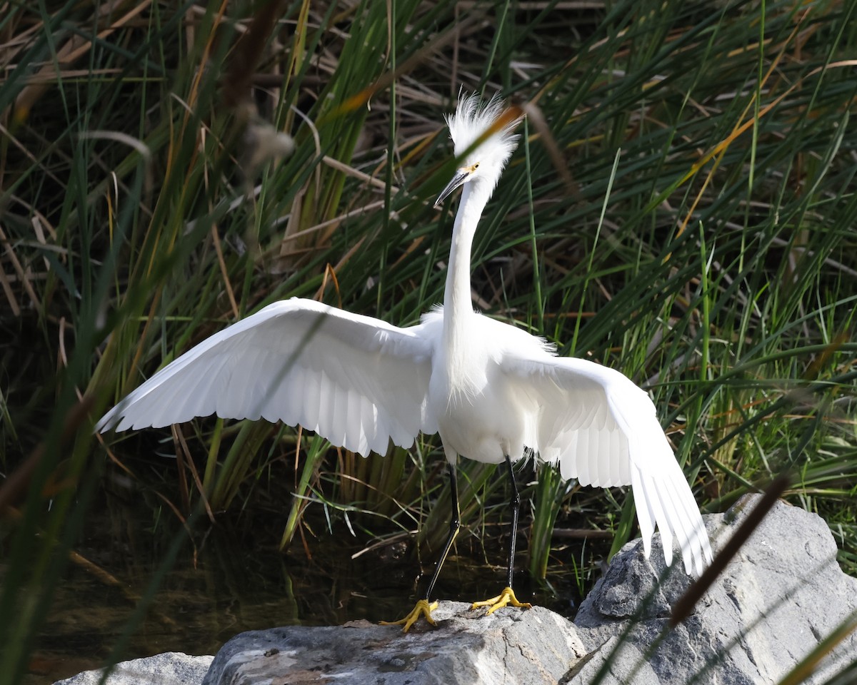 Snowy Egret - ML646384052