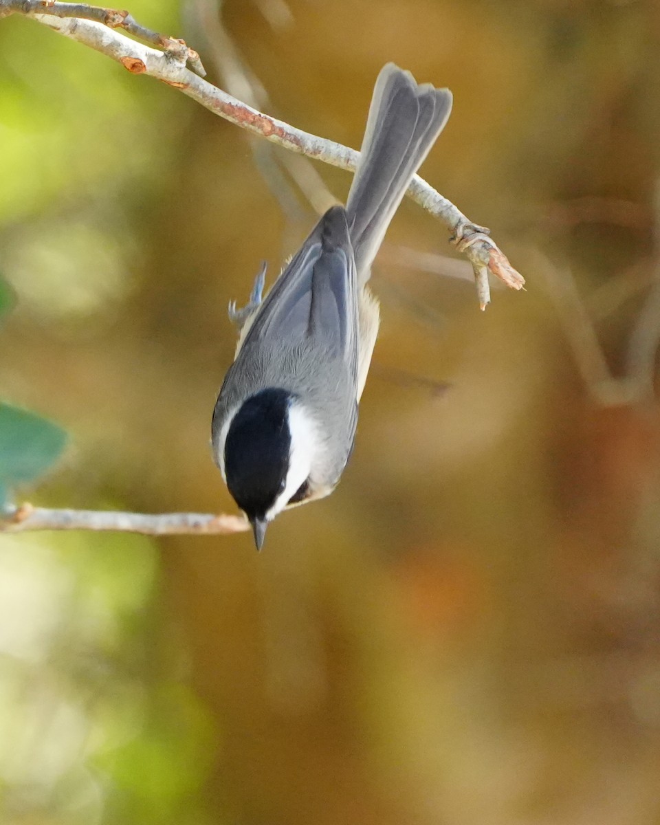 Carolina Chickadee - ML646384053