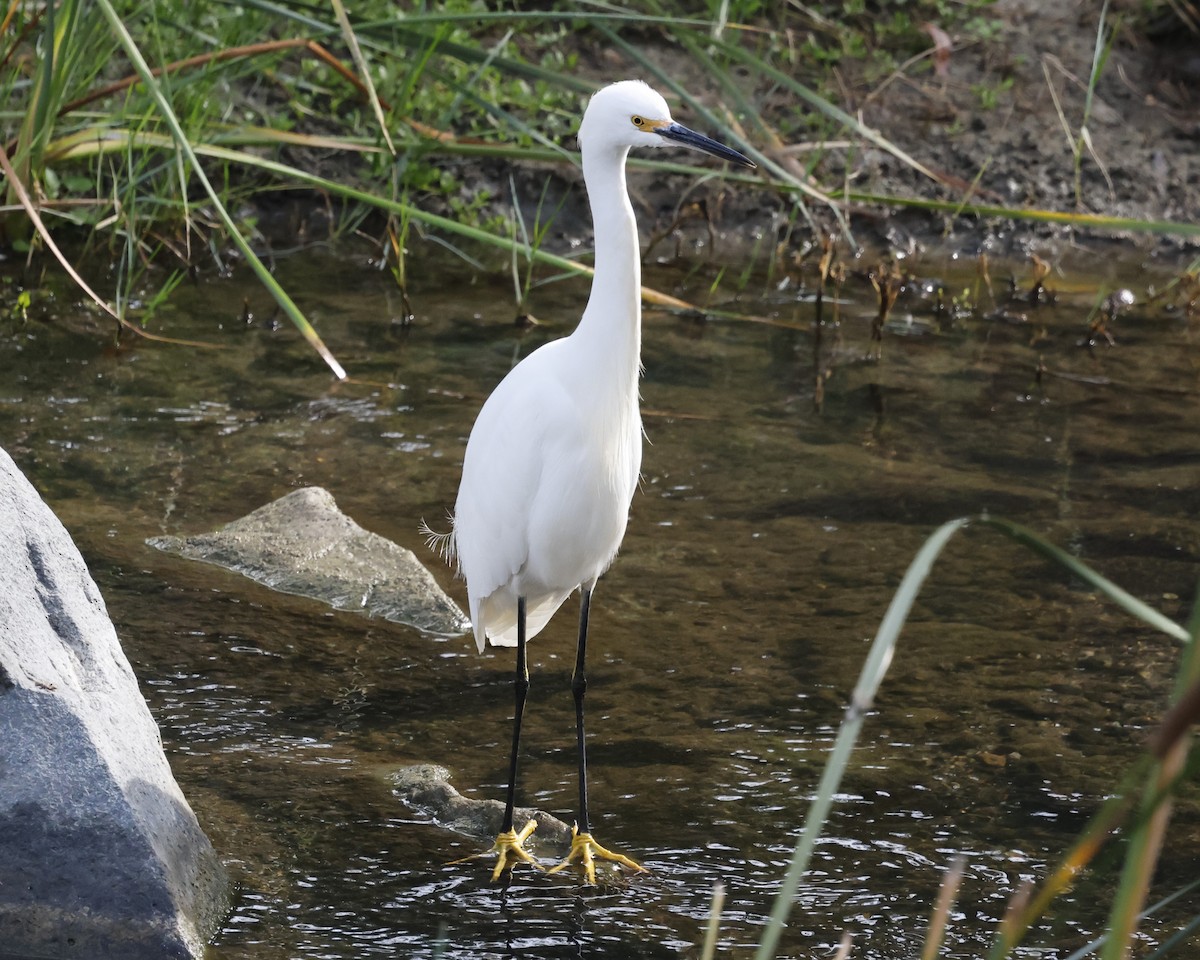 Snowy Egret - ML646384054