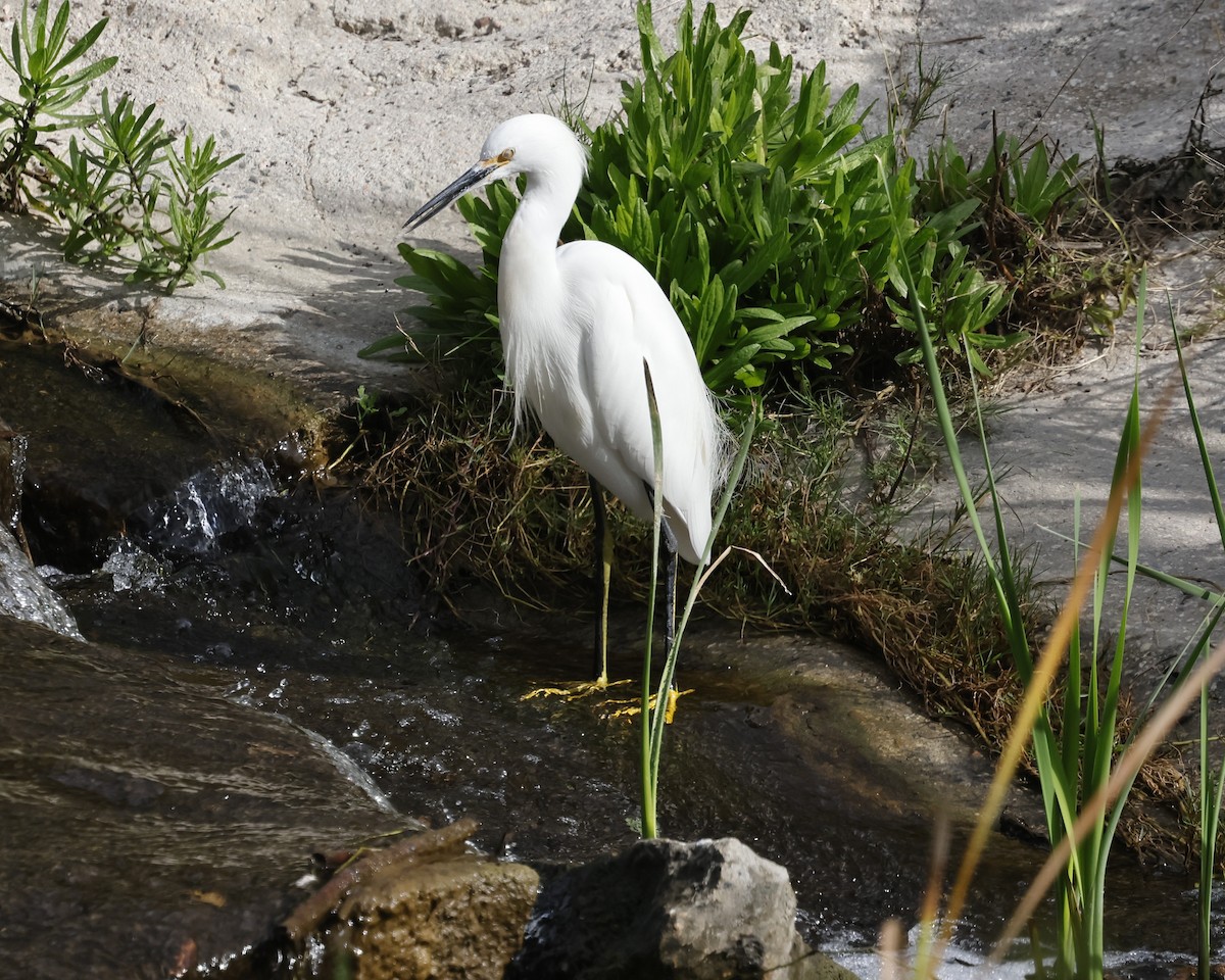 Snowy Egret - ML646384055