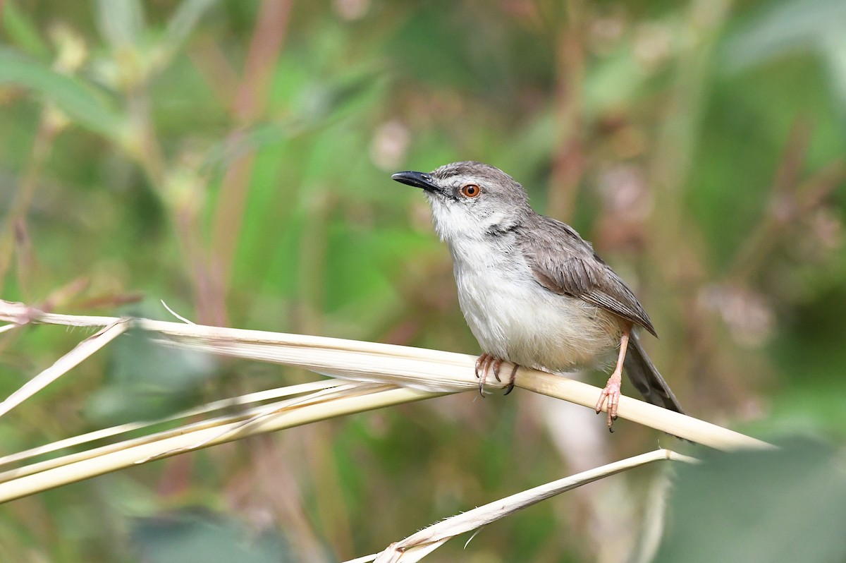 Tawny-flanked Prinia - ML646384056
