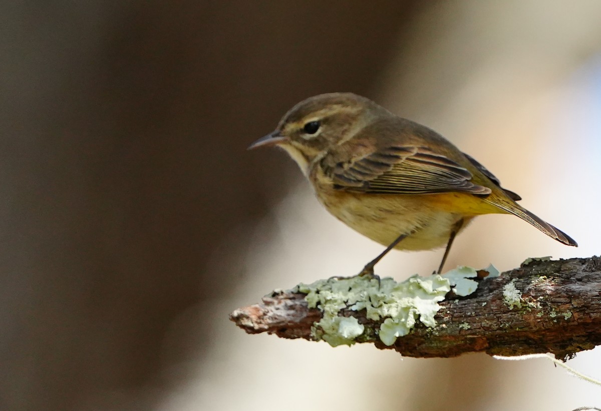 Palm Warbler - ML646384059