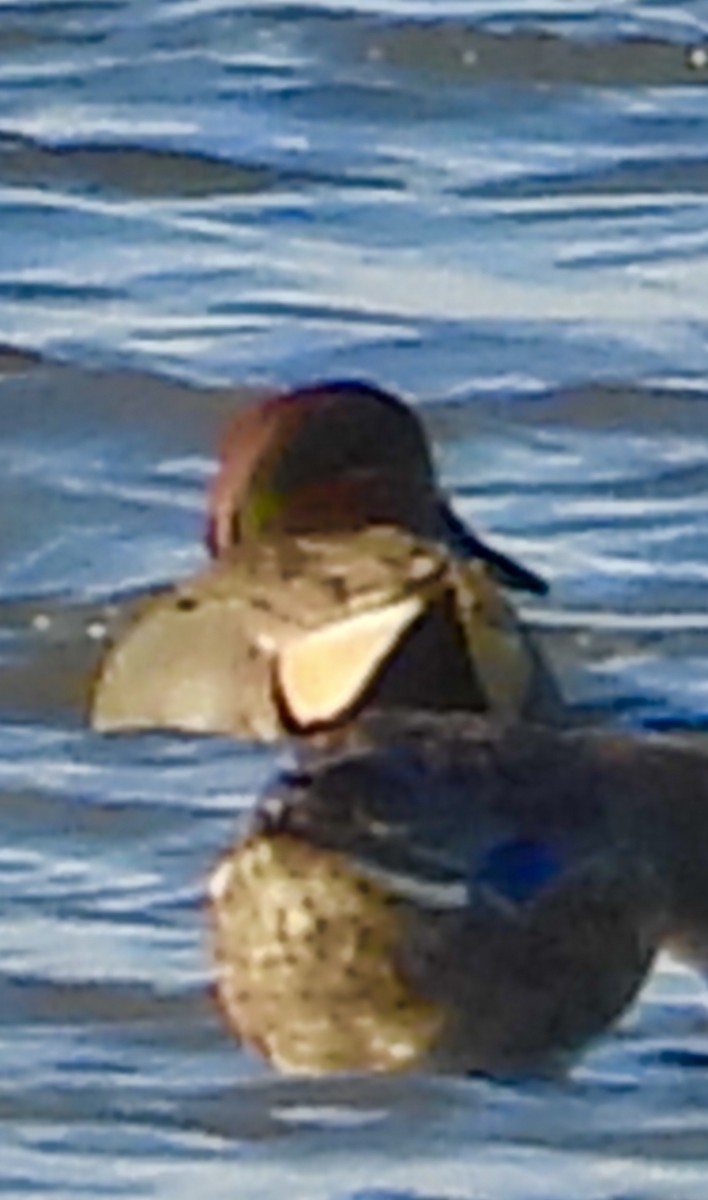 Green-winged Teal - ML646384060