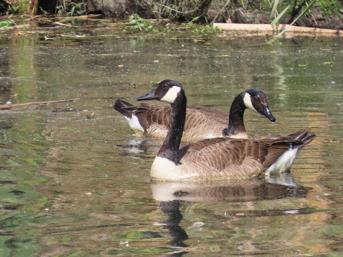 kanadagås - ML646384061