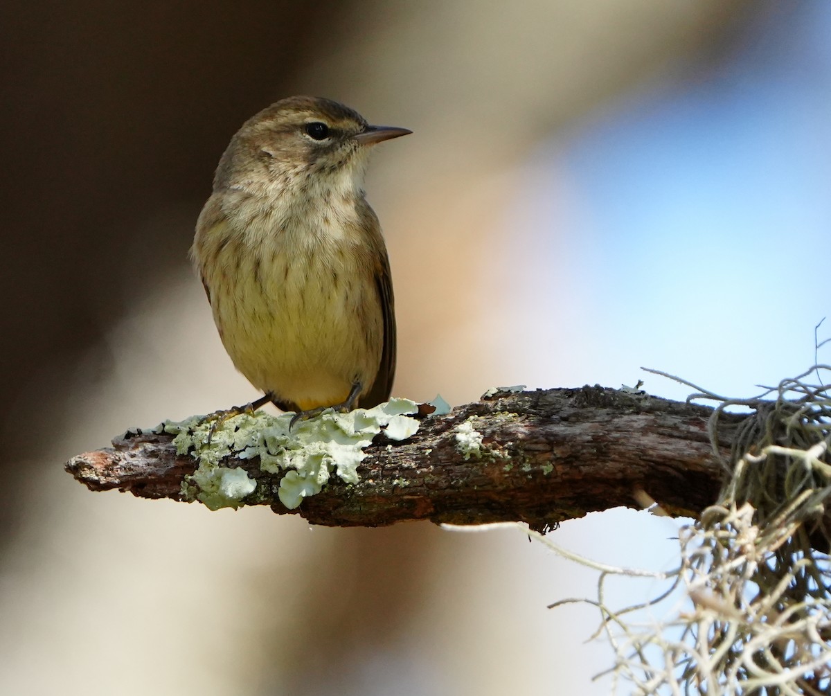 Palm Warbler - ML646384062